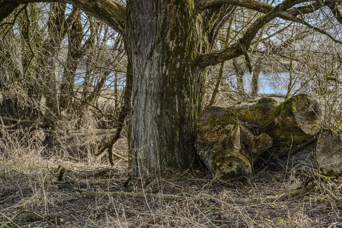 Framed Print : Forest scene with moss-covered tree trunks and dense branches Framed Print : Forest scene with moss-covered tree trunks and dense branches