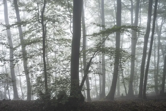Framed Print : Forest on a slope in the fog in autumn