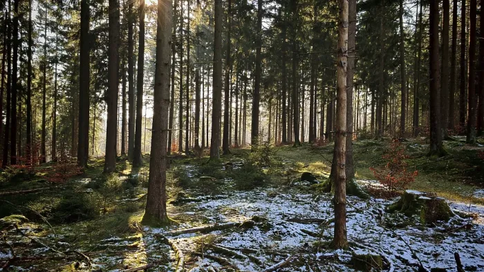 Framed Print : Forest with snow-covered ground and sun rays shining through the trees