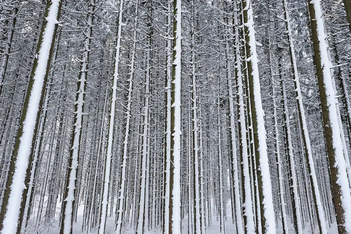 Framed Print : Forest with snow-covered tree trunks Framed Print : Forest with snow-covered tree trunks