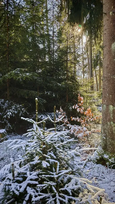 Framed Print : A forest with snow-covered trees and sunlight penetrating through the leaves Framed Print : A forest with snow-covered trees and sunlight penetrating through the leaves