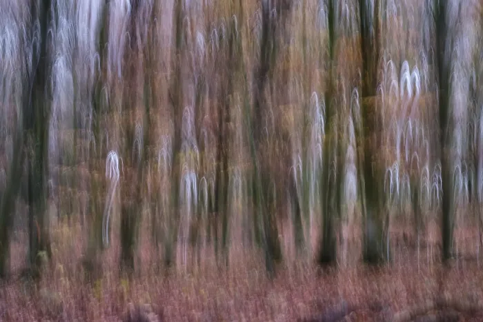 Framed Print : Forest stand with copper beech (Fagus silvatica)