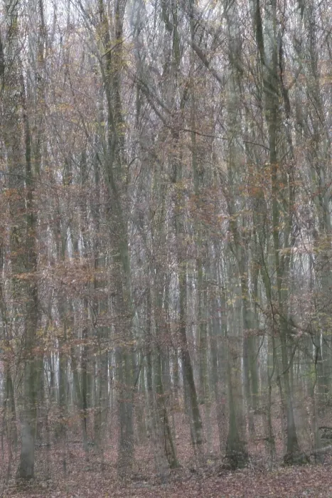 Framed Print : Forest stand with copper beech (Fagus silvatica)
