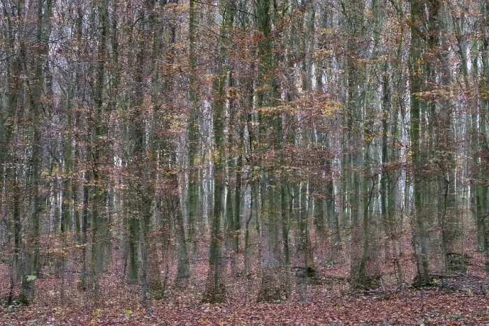 Framed Print : Forest stand with copper beech (Fagus silvatica) Framed Print : Forest stand with copper beech (Fagus silvatica)