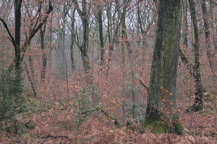 Framed Print : Forest stand with English oak (Quercus robur) and copper beech (Fagus silvatica) Framed Print : Forest stand with English oak (Quercus robur) and copper beech (Fagus silvatica)