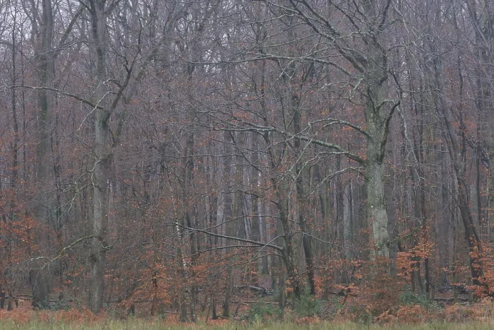 Framed Print : Forest stand with English oak (Quercus robur) and copper beech (Fagus silvatica) Framed Print : Forest stand with English oak (Quercus robur) and copper beech (Fagus silvatica)