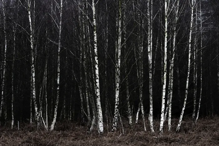 Framed Print : Forest stand with sand birch (Betula pendula) Framed Print : Forest stand with sand birch (Betula pendula)