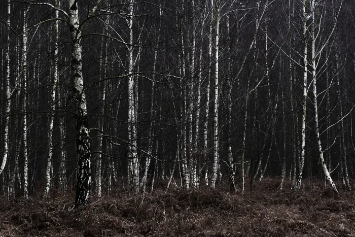 Framed Print : Forest stand with sand birch (Betula pendula)