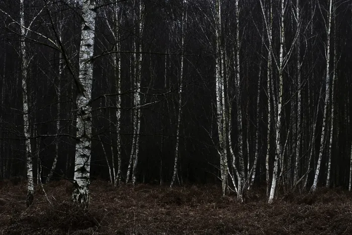 Framed Print : Forest stand with sand birch (Betula pendula)