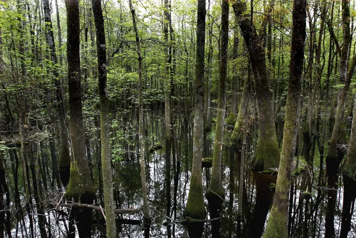 Framed Print : Forest and standing water in Congaree National Park in cloudy light