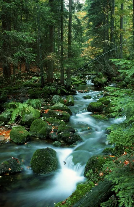 Framed Print : Forest stream in autumn, Schwarzbach