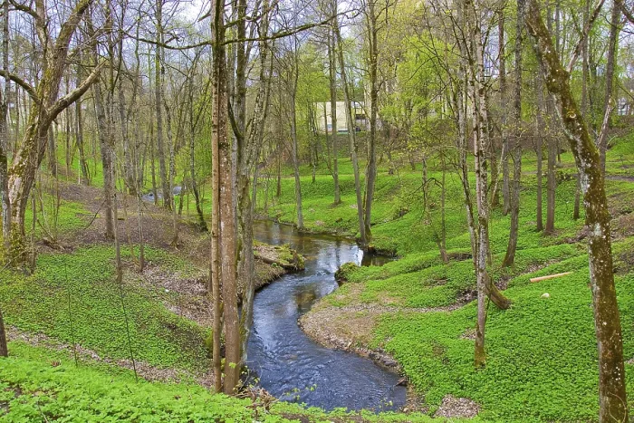 Framed Print : Forest stream flowing among the trees and grass