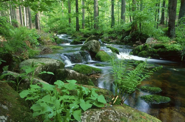 Framed Print : Forest stream in spring, Kleine Ohe