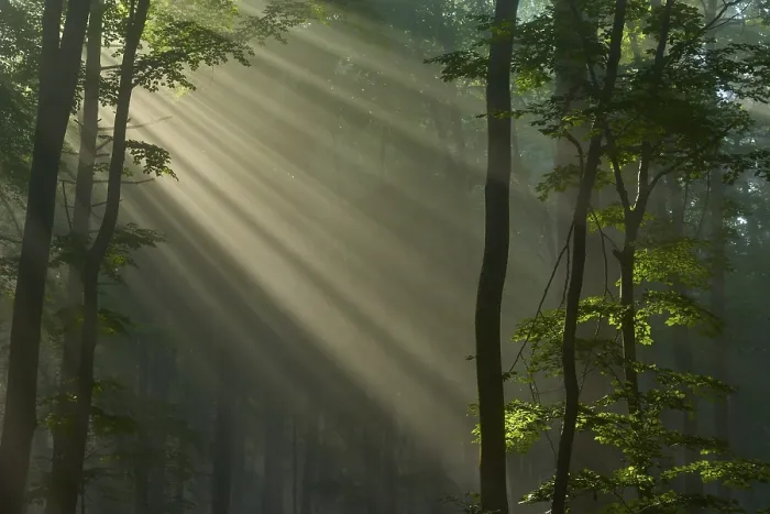 Framed Print : Forest with sunbeams shining through the trees and creating a peaceful atmosphere Framed Print : Forest with sunbeams shining through the trees and creating a peaceful atmosphere