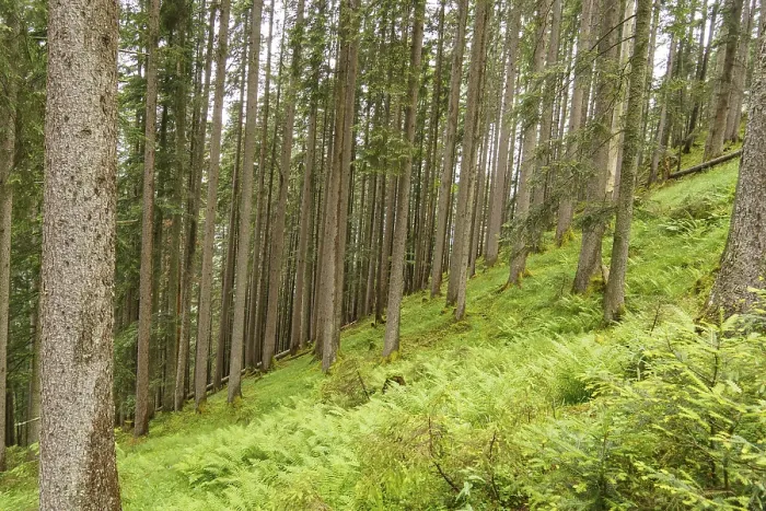 Framed Print : Forest with tall trees and green ferns on a slope Framed Print : Forest with tall trees and green ferns on a slope