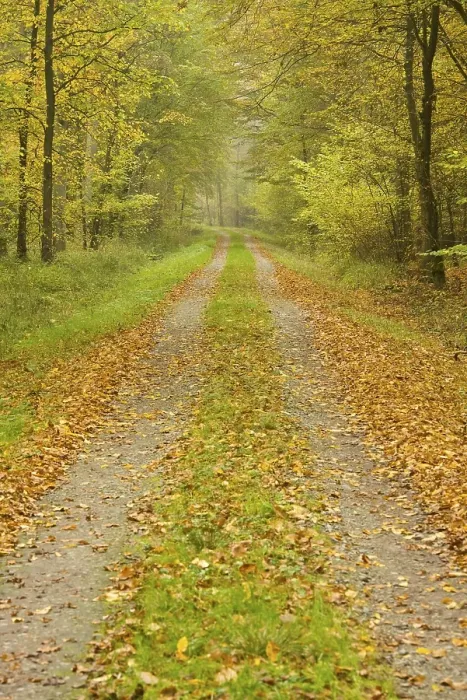 Framed Print : Forest track in the autumn, Lower Saxony Framed Print : Forest track in the autumn, Lower Saxony