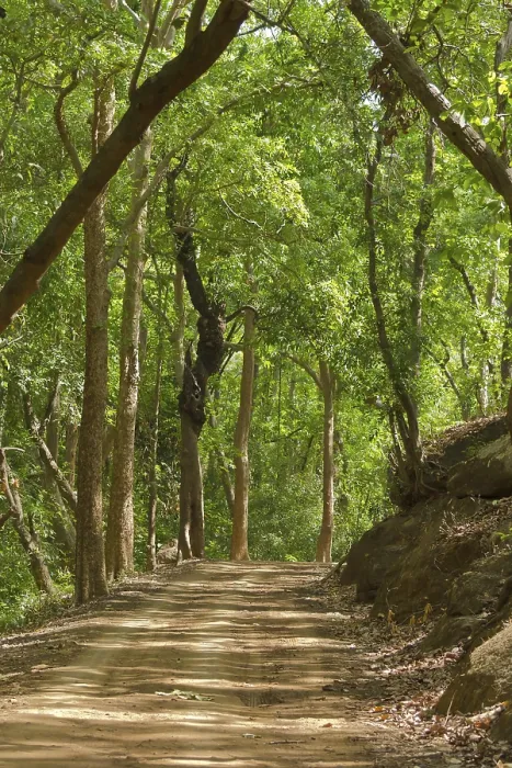 Framed Print : Forest Track in bandhavgarh national park at madhya pradesh India Framed Print : Forest Track in bandhavgarh national park at madhya pradesh India
