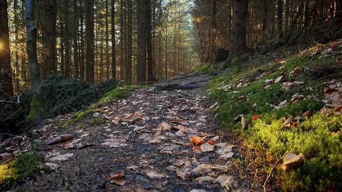 Framed Print : Forest trail full of autumn leaves in sunlight