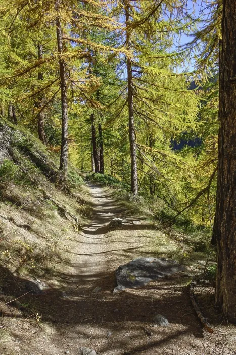 Framed Print : Forest trail through an autumnal larch forest Framed Print : Forest trail through an autumnal larch forest