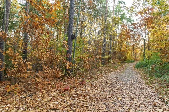 Framed Print : Forest trail through the colorful autumn forest