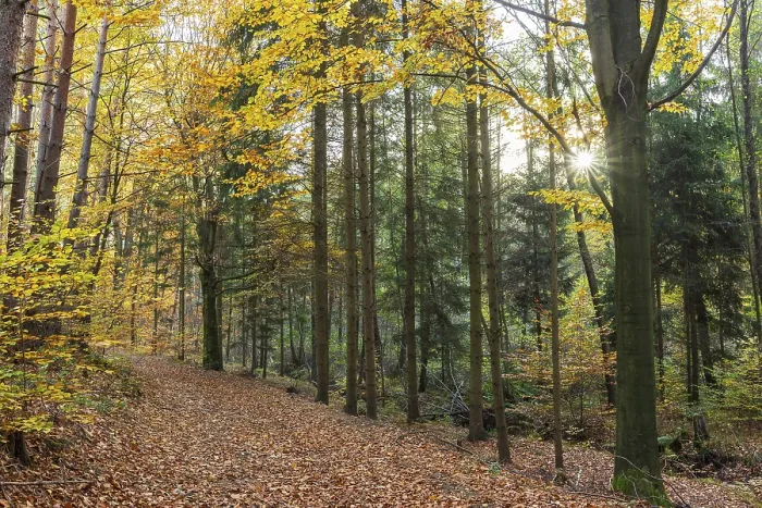 Framed Print : Forest trail through the colorful autumn forest