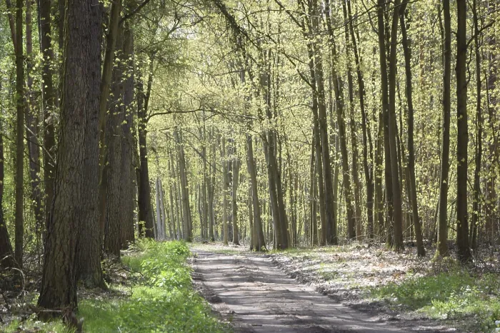 Framed Print : Forest trail, forest path, spring forest