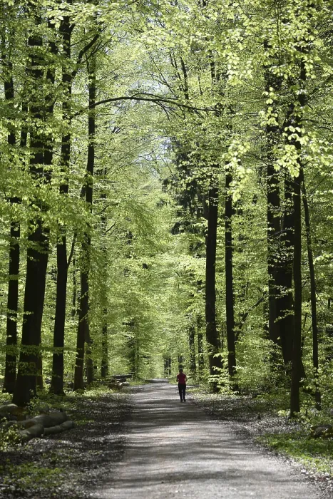 Framed Print : Forest trail, forest path, spring forest