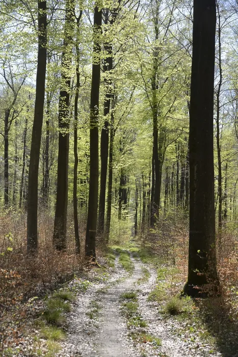 Framed Print : Forest trail, forest path, spring forest Framed Print : Forest trail, forest path, spring forest
