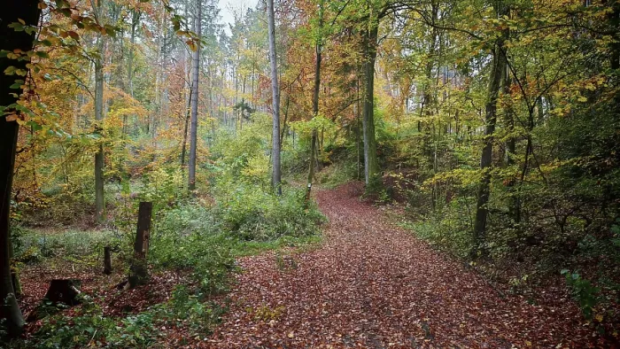 Framed Print : A forest trail with green and orange leaves