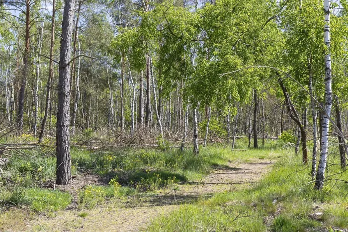 Framed Print : Forest trail Heidepfad through the Gohrischer Heide near Groeditz
