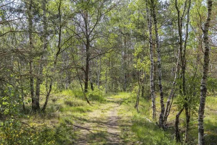 Framed Print : Forest trail Heidepfad through the Gohrischer Heide near Groeditz