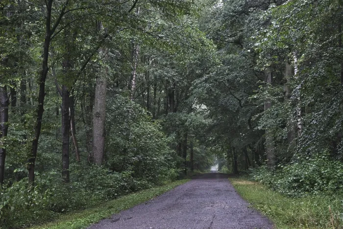 Framed Print : Forest trail leads through deciduous forest when it rains