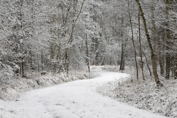 Framed Print : Forest trail in the snow, Hesse, Germany, Europe