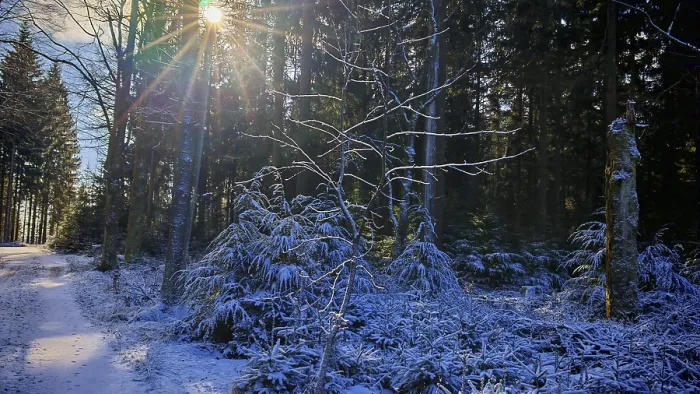 Framed Print : A forest trail with snow and sun rays shining through the trees