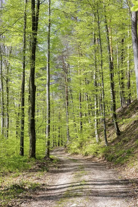 Framed Print : A forest trail surrounded by tall trees and fresh green leaves Framed Print : A forest trail surrounded by tall trees and fresh green leaves