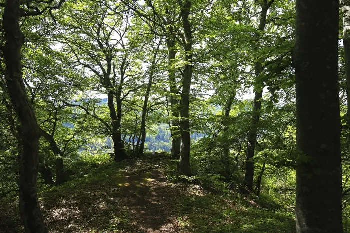 Framed Print : Forest trail through thick trees with a view of a distant landscape