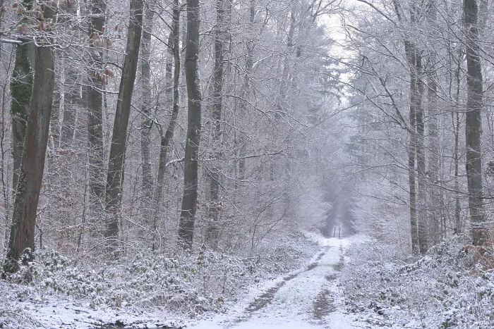 Framed Print : Forest trail in winter Framed Print : Forest trail in winter