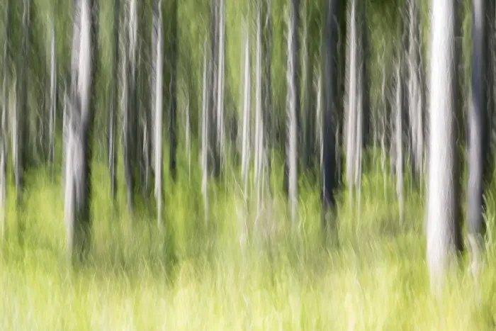 Framed Print : Forest, trees, blurred, Bavaria, Germany, Europe Framed Print : Forest, trees, blurred, Bavaria, Germany, Europe