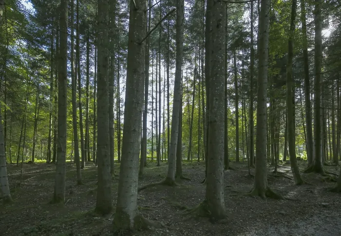 Framed Print : Forest, Trees, Moss, Birch, Conifer