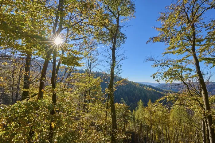 Framed Print : Forest, valley, beech forest, sun Framed Print : Forest, valley, beech forest, sun