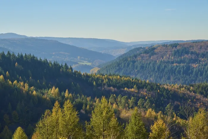 Framed Print : Forest, valley, coniferous forest