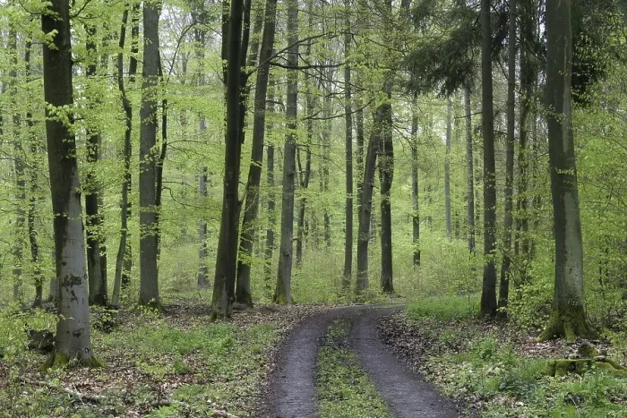 Framed Print : Forest way through a beech forest in spring with jung green leafs Framed Print : Forest way through a beech forest in spring with jung green leafs