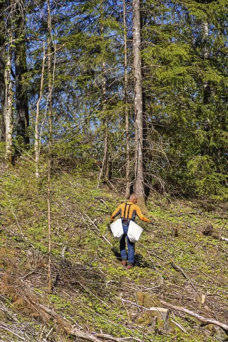 Framed Print : Forest worker planting spruce trees plants on a clearcutting in the forest on a sunny spring day
