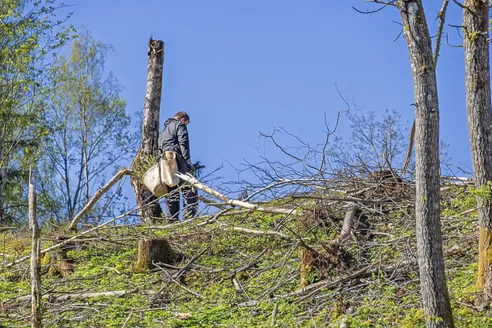 Framed Print : Forest worker planting spruce trees plants on a clearcutting in the forest on a sunny spring day Framed Print : Forest worker planting spruce trees plants on a clearcutting in the forest on a sunny spring day