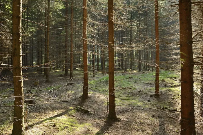 Framed Print : Forest with young tree trunks, Bavaria Framed Print : Forest with young tree trunks, Bavaria