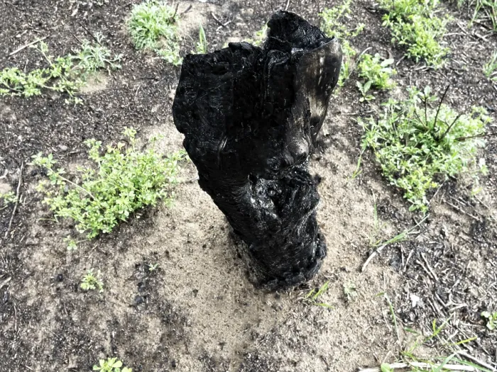 Framed Print : Forestry. Burnt tree trunks after a forest fire that took place three years ago