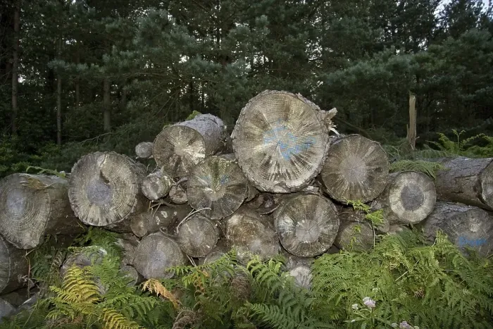 Framed Print : Forestry, conifer logs stacked in forest Framed Print : Forestry, conifer logs stacked in forest