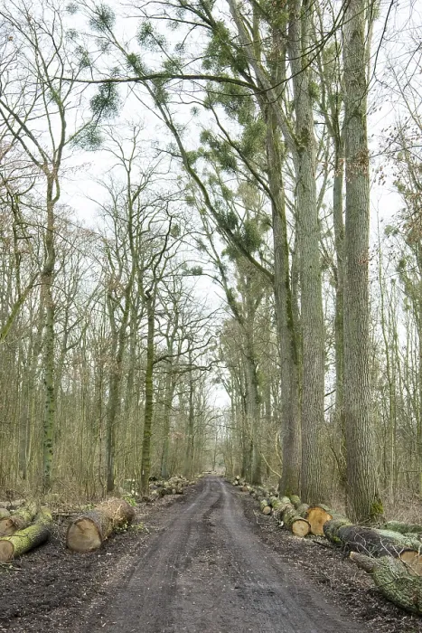Framed Print : Forestry in the forest, wide forest road with tracks from a harvester