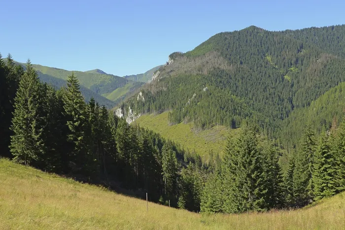 Framed Print : The forests and mountain slopes above Chocholowska glade seen from Jamy glade Framed Print : The forests and mountain slopes above Chocholowska glade seen from Jamy glade