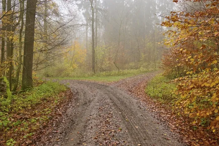 Framed Print : Fork, forest path, deciduous forest